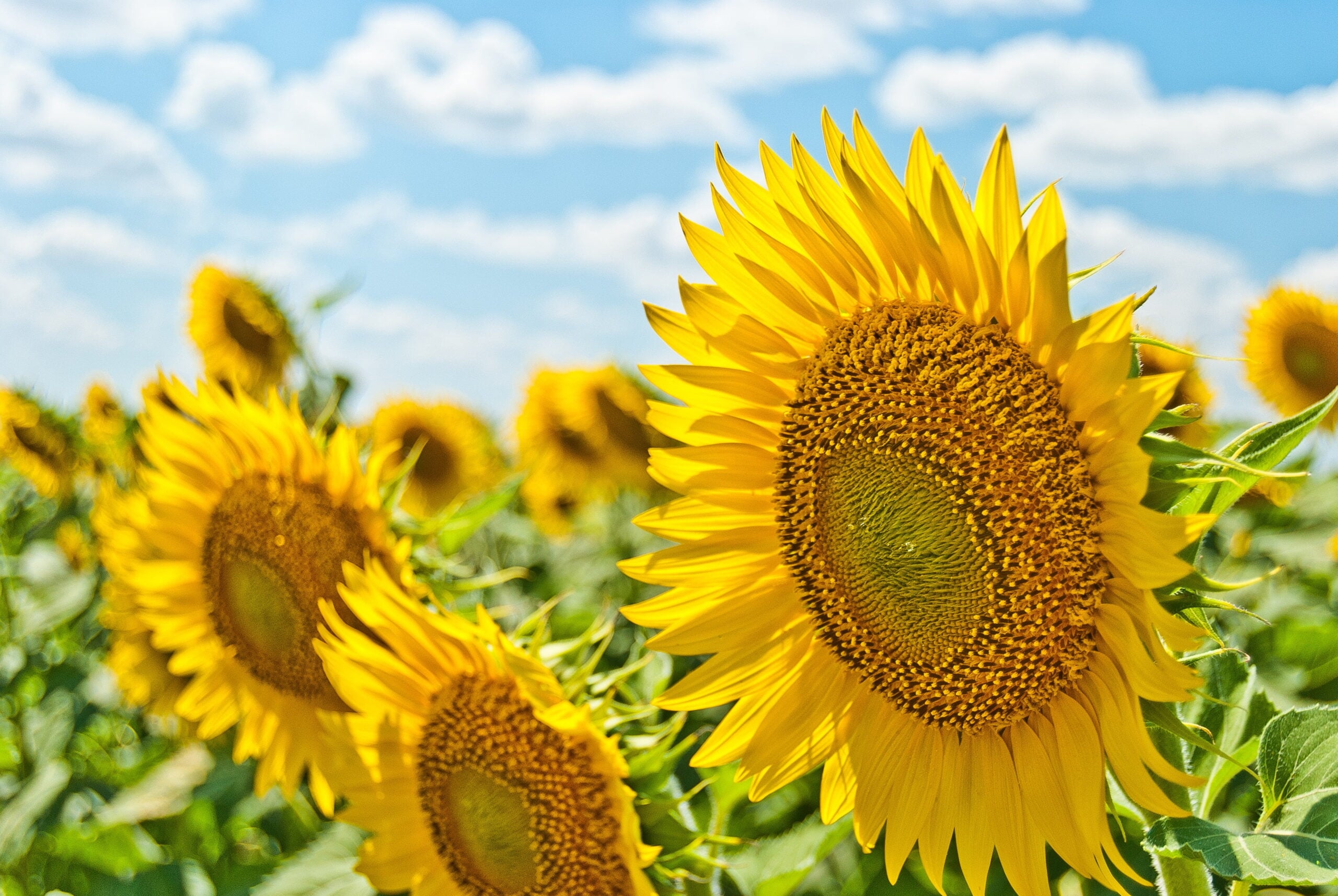 Whats affected Summer Energy Prices in the last 3 months?